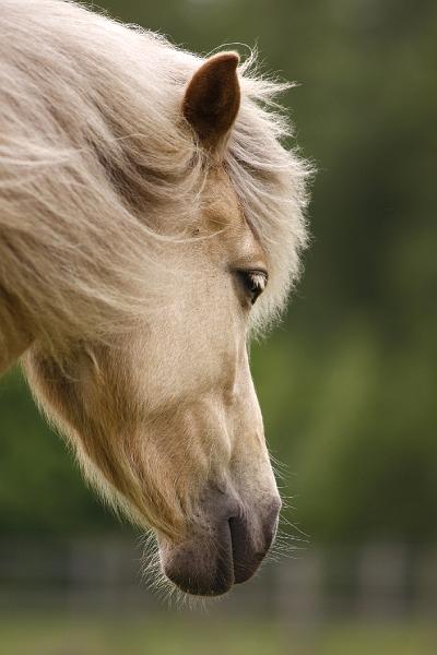 Ljoska von Heidmoor (2).jpg